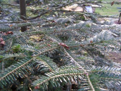 Jedle obrovská Abies grandis