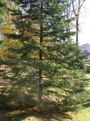 Jedle ojíněná Abies concolor