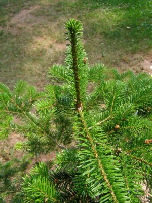 Jedle veitchova Abies veitchii