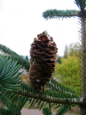 Jedla řecká Abies cephalonica