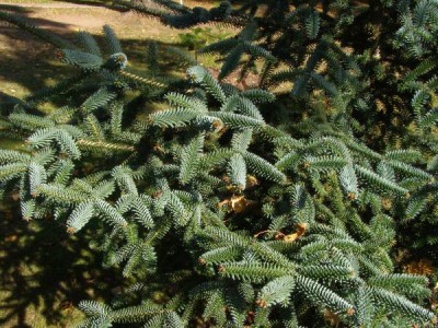 Jedle španělská Abies pinsapo ´Argentea´