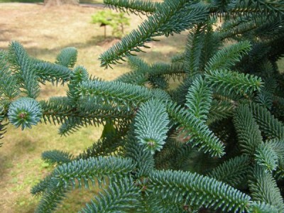 Jedle španělská Abies pinsapo ´Argentea´