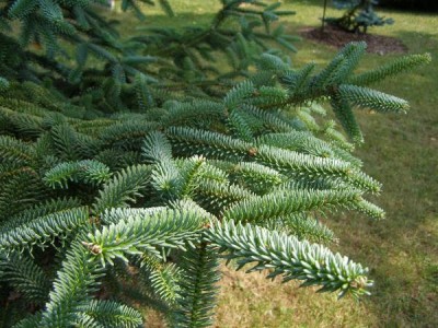 Jedle španělská Abies pinsapo ´Argentea´