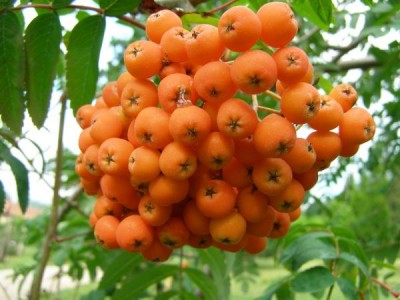 Jeřáb obecný Sorbus aucuparia ´Pendula´