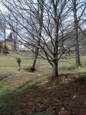 Jilm habrolistý, jaro Ulmus carpinifolia