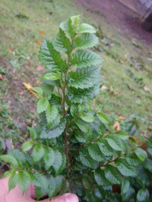 Jilm jemný Ulmus elegantissima horwood ´Jacqueline - hillier´