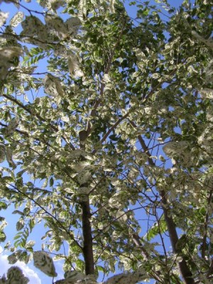 Jilm vysoký Ulmus procera ´Argenteo - variegata´