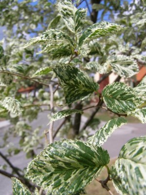 Jilm vysoký Ulmus procera ´Argenteo - variegata´