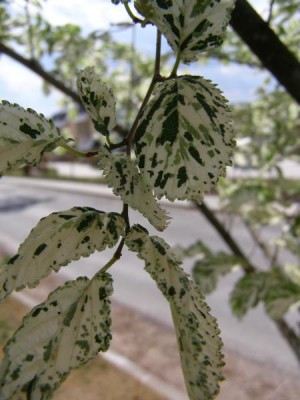 Jilm vysoký Ulmus procera ´Argenteo - variegata´
