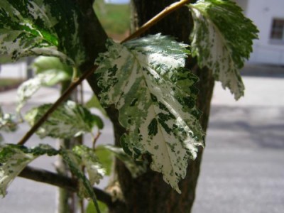 Jilm vysoký Ulmus procera ´Argenteo - variegata´