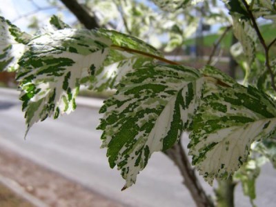 Jilm vysoký Ulmus procera ´Argenteo - variegata´