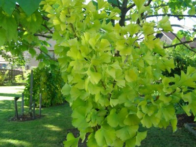 Jinan dvojlaločný Ginkgo biloba ´Mariken´