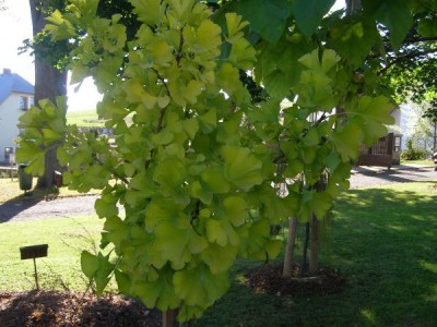   Jinan dvojlaločný Ginkgo biloba ´Mariken´