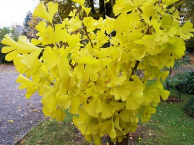 Jinan dvojlaločný Ginkgo biloba ´Mariken´