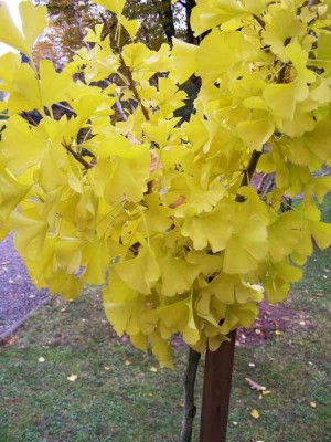 Jinan dvojlaločný Ginkgo biloba ´Mariken´