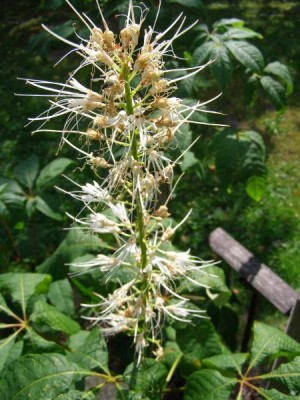 Jírovec drobnokvětý Aesculus parviflora