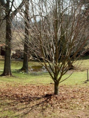 Jírovec obecný, jaro Aesculus hippocastanum
