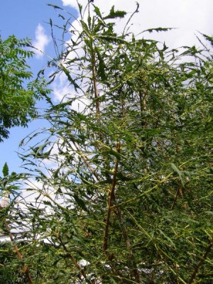 Jírovec obecný Aesculus hippocastanum ´Laciniata´