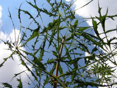 Jírovec obecný Aesculus hippocastanum ´Laciniata´