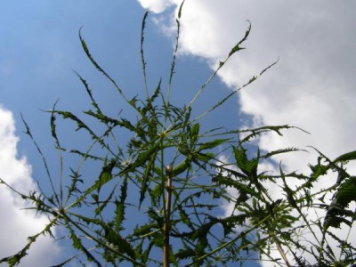 Jírovec obecný Aesculus hippocastanum ´Laciniata´