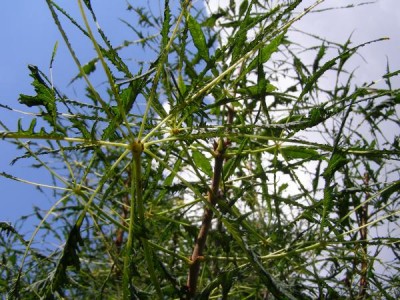 Jírovec obecný Aesculus hippocastanum ´Laciniata´