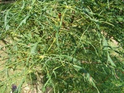 Jírovec obecný Aesculus hippocastanum ´Laciniata´