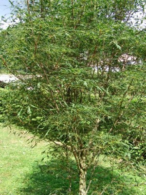 Jírovec obecný Aesculus hippocastanum  ´Laciniata´