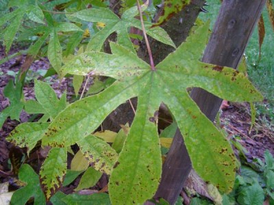 Kalopanax pestrý Kalopanax septemlobus ´Maximowiczii´