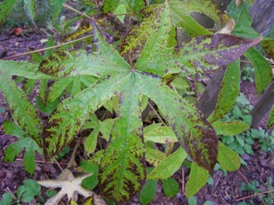 Kalopanax pestrý Kalopanax septemlobus ´Maximowiczii´