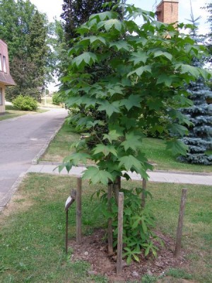 Kalopanax pestrý z podnože Kalopanax septemlobus  ´Maximowiczii´ 