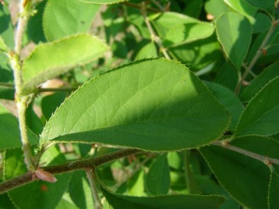 Kdouloň čínská Pseudocydonia sinensis
