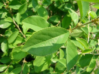 Kdouloň čínská Pseudocydonia sinensis