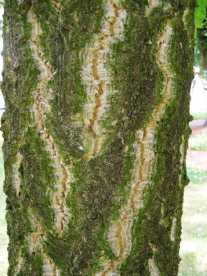 Korkovník amurský Phellodendron amurense