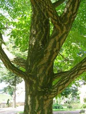 Korkovník amurský Phellodendron amurense