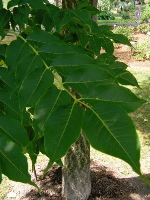 Korkovník amurský Phellodendron amurense