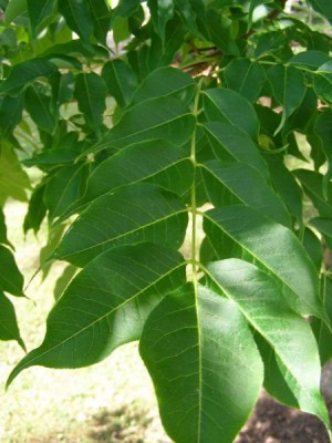 Korkovník amurský Phellodendron amurense