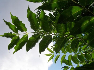 Korkovník amurský Phellodendron amurense