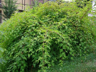 Korunatka klanná Stephanandra incisa