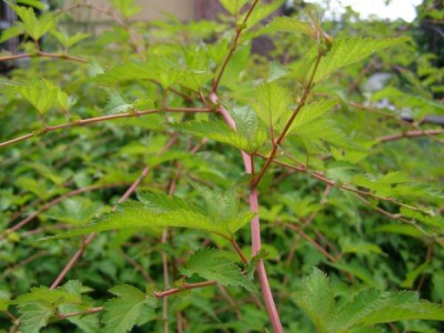 Korunatka klanná Stephanandra incisa