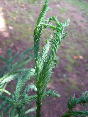 Kryptomerie japonská Cryptomerie japonica ´Spiralis´