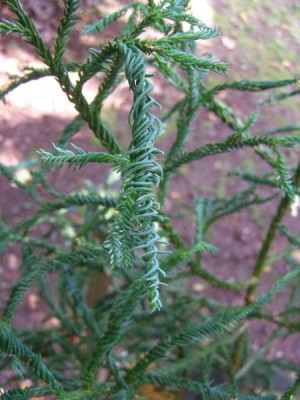 Kryptomerie japonská Cryptomerie japonica ´Spiralis´