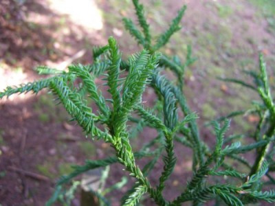 Kryptomerie japonská Cryptomerie japonica ´Spiralis´