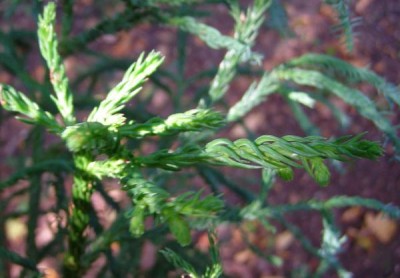 Kryptomerie japonská Cryptomerie japonica ´Spiralis´