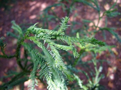 Kryptomerie japonská Cryptomerie japonica ´Spiralis´