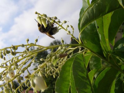 Kysloun stromový Oxydendron arboreum