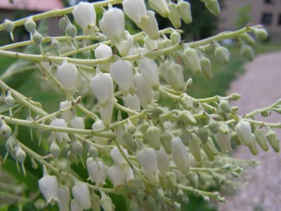 Kysloun stromový Oxydendron arboreum