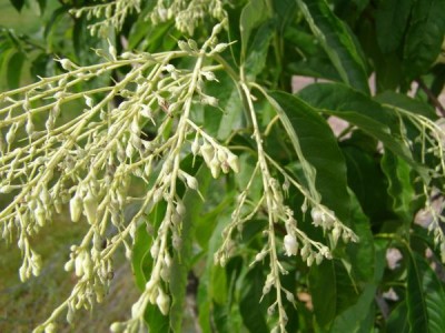 Kysloun stromový Oxydendron arboreum