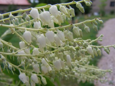 Kysloun stromový Oxydendron arboreum