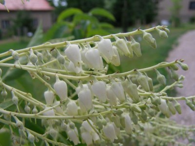 Kysloun stromový Oxydendron arboreum