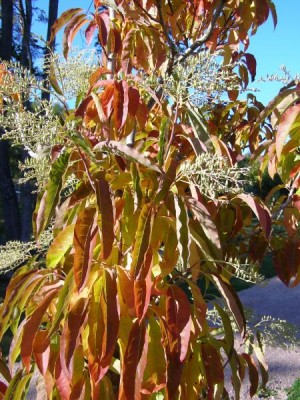 Kysloun stromový - podzim Oxydendron arboreum